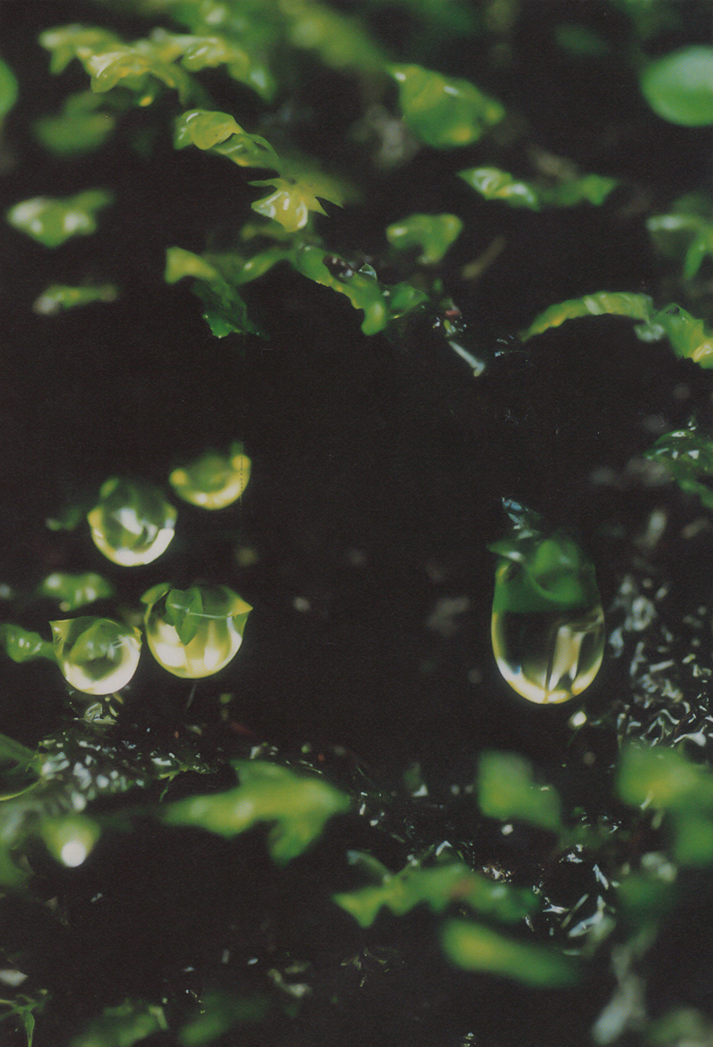 写真：水